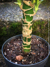 Dracaena Fragrans Yellow Coast, cutting, green-yellow variegata, organically grown plants for sale at TOMs FLOWer CLUB.