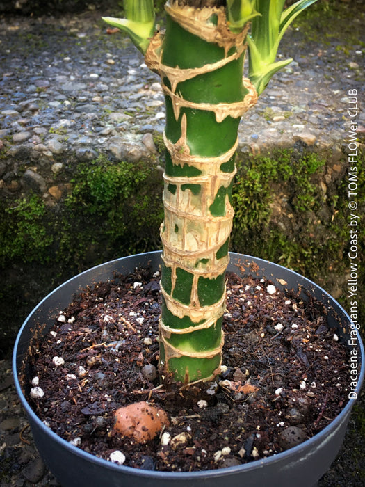 Dracaena Fragrans Yellow Coast, cutting, green-yellow variegata, organically grown plants for sale at TOMs FLOWer CLUB.