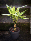 Dracaena Fragrans Yellow Coast, cutting, green-yellow variegata, organically grown plants for sale at TOMs FLOWer CLUB.