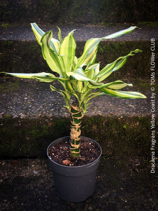 Dracaena Fragrans Yellow Coast, cutting, green-yellow variegata, organically grown plants for sale at TOMs FLOWer CLUB.