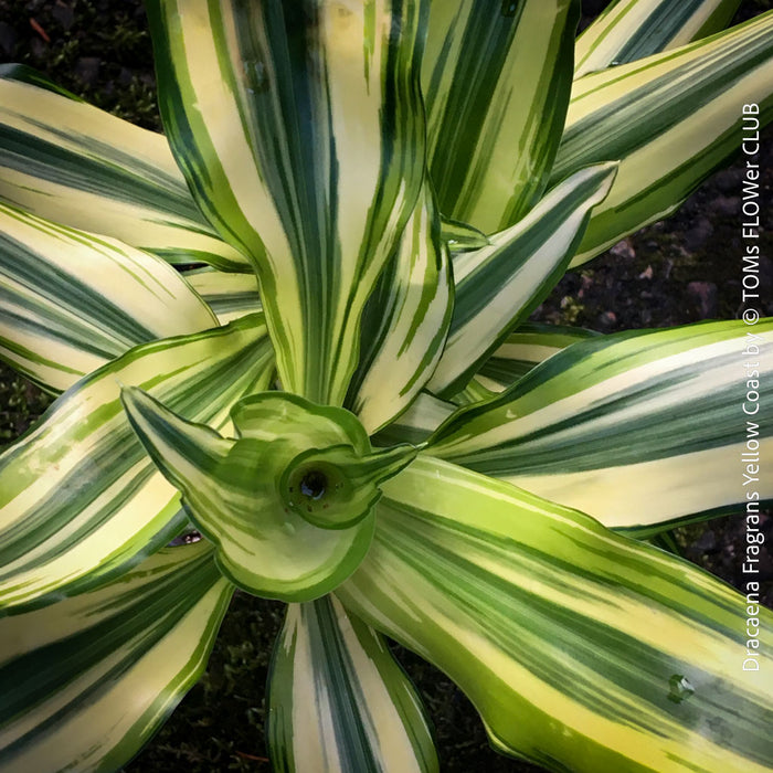 Dracaena Fragrans Yellow Coast, cutting, green-yellow variegata, organically grown plants for sale at TOMs FLOWer CLUB.
