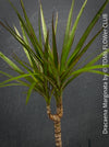 Organically cultivated Dracaena Marginata, dragon tree, Drachenbaum, potted in a self-mixed well drained substrate with compost. A healthy, slow-growing houseplant for semi-sunny indoor spaces; for sale at TOMs FLOWer CLUB.
