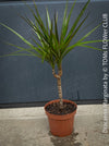 Organically cultivated Dracaena Marginata, dragon tree, Drachenbaum, potted in a self-mixed well drained substrate with compost. A healthy, slow-growing houseplant for semi-sunny indoor spaces; for sale at TOMs FLOWer CLUB.