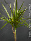 Organically cultivated Dracaena Marginata, dragon tree, Drachenbaum, potted in a self-mixed well drained substrate with compost. A healthy, slow-growing houseplant for semi-sunny indoor spaces; for sale at TOMs FLOWer CLUB.