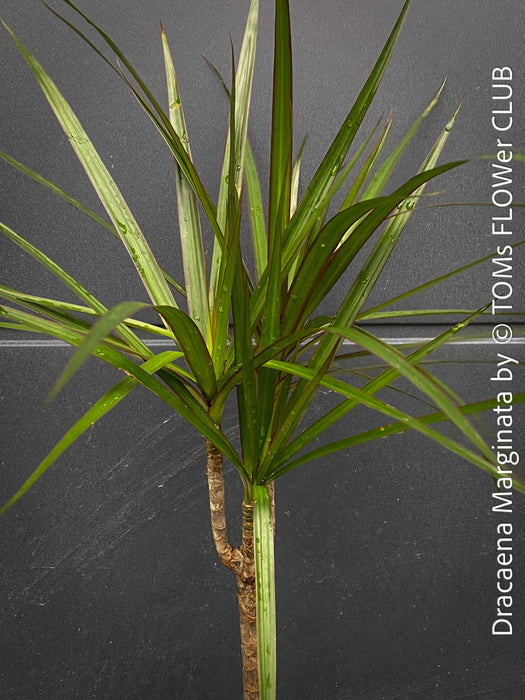 Organically cultivated Dracaena Marginata, dragon tree, Drachenbaum, potted in a self-mixed well drained substrate with compost. A healthy, slow-growing houseplant for semi-sunny indoor spaces; for sale at TOMs FLOWer CLUB.