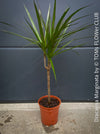 Organically cultivated Dracaena Marginata, dragon tree, Drachenbaum, potted in a self-mixed well drained substrate with compost. A healthy, slow-growing houseplant for semi-sunny indoor spaces; for sale at TOMs FLOWer CLUB.