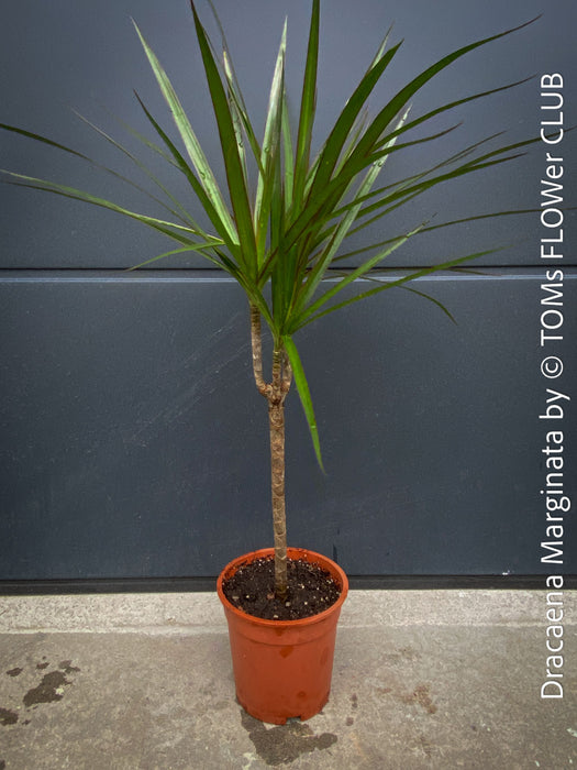 Organically cultivated Dracaena Marginata, dragon tree, Drachenbaum, potted in a self-mixed well drained substrate with compost. A healthy, slow-growing houseplant for semi-sunny indoor spaces; for sale at TOMs FLOWer CLUB.