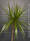 Organically cultivated Dracaena Marginata, dragon tree, Drachenbaum, potted in a self-mixed well drained substrate with compost. A healthy, slow-growing houseplant for semi-sunny indoor spaces; for sale at TOMs FLOWer CLUB.