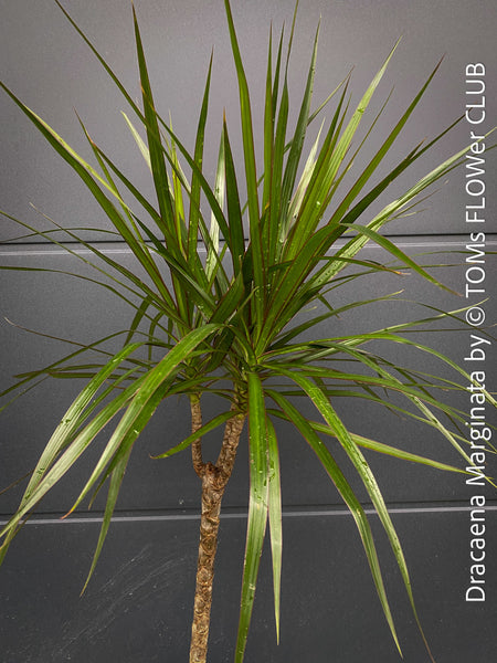 Organically cultivated Dracaena Marginata, dragon tree, Drachenbaum, potted in a self-mixed well drained substrate with compost. A healthy, slow-growing houseplant for semi-sunny indoor spaces; for sale at TOMs FLOWer CLUB.