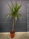 Organically cultivated Dracaena Marginata, dragon tree, Drachenbaum, potted in a self-mixed well drained substrate with compost. A healthy, slow-growing houseplant for semi-sunny indoor spaces; for sale at TOMs FLOWer CLUB.