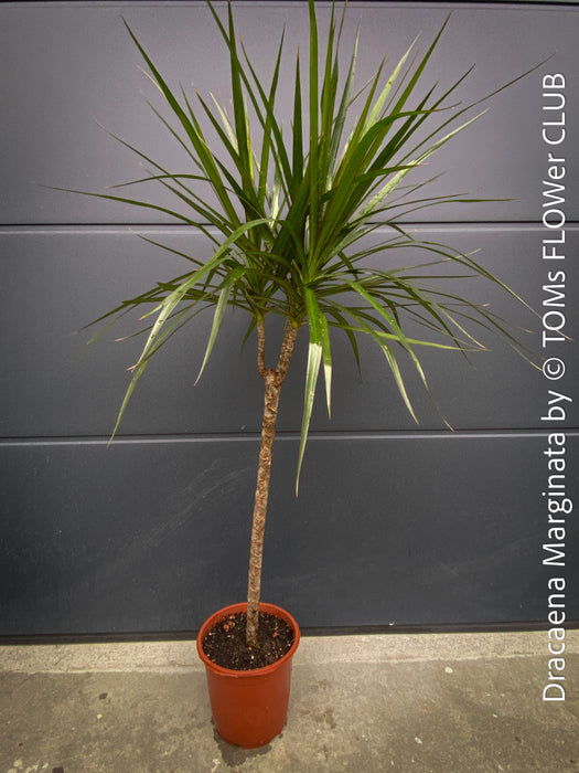 Organically cultivated Dracaena Marginata, dragon tree, Drachenbaum, potted in a self-mixed well drained substrate with compost. A healthy, slow-growing houseplant for semi-sunny indoor spaces; for sale at TOMs FLOWer CLUB.