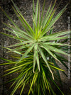 Dracaena Marginata Rainbow, Dracaena Marginata Sunray, Dracaena Marginata, Dracaena Fragrans Yellow Coast, cutting, green-yellow variegata, organically grown plants for sale at TOMs FLOWer CLUB.