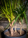 Dracaena Marginata Rainbow, Dracaena Marginata Sunray, Dracaena Marginata, Dracaena Fragrans Yellow Coast, cutting, green-yellow variegata, organically grown plants for sale at TOMs FLOWer CLUB.