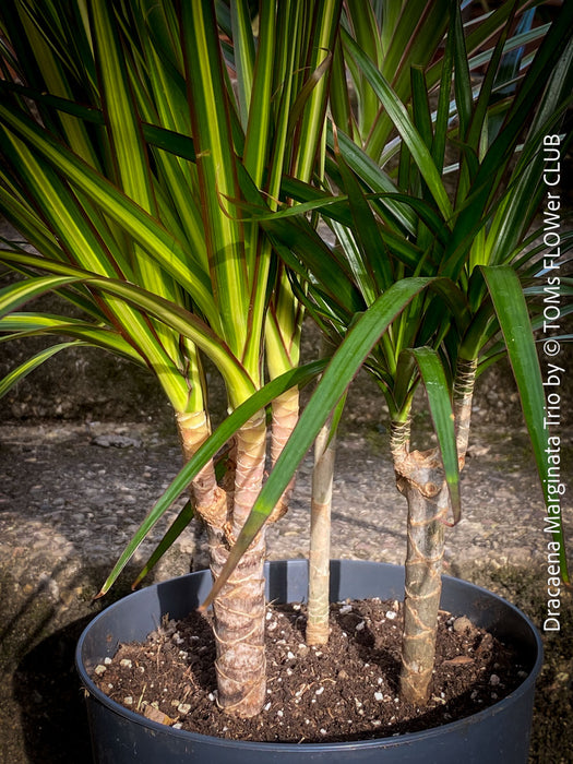 Dracaena Marginata Rainbow, Dracaena Marginata Sunray, Dracaena Marginata, Dracaena Fragrans Yellow Coast, cutting, green-yellow variegata, organically grown plants for sale at TOMs FLOWer CLUB.