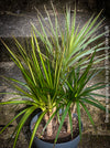 Dracaena Fragrans Janet Lind, organically grown plants for sale at TOMs FLOWer CLUB.
