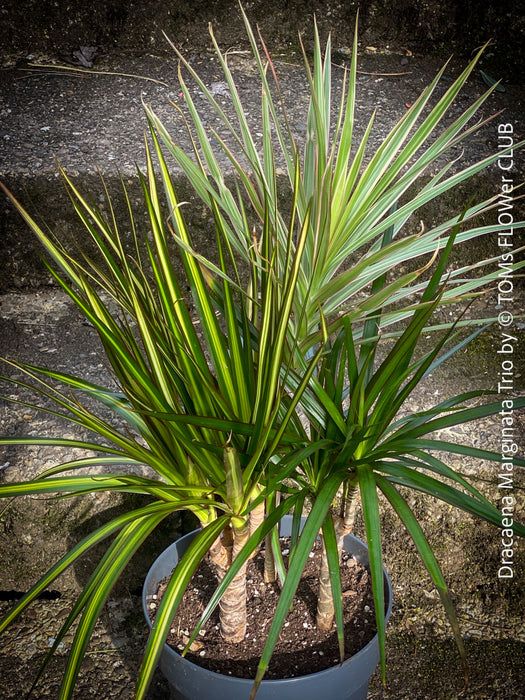 Dracaena Fragrans Janet Lind, organically grown plants for sale at TOMs FLOWer CLUB.