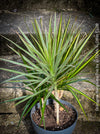 Dracaena Marginata Rainbow, Dracaena Marginata Sunray, Dracaena Marginata, Dracaena Fragrans Yellow Coast, cutting, green-yellow variegata, organically grown plants for sale at TOMs FLOWer CLUB.