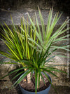Dracaena Marginata Rainbow, Dracaena Marginata Sunray, Dracaena Marginata, Dracaena Fragrans Yellow Coast, cutting, green-yellow variegata, organically grown plants for sale at TOMs FLOWer CLUB.