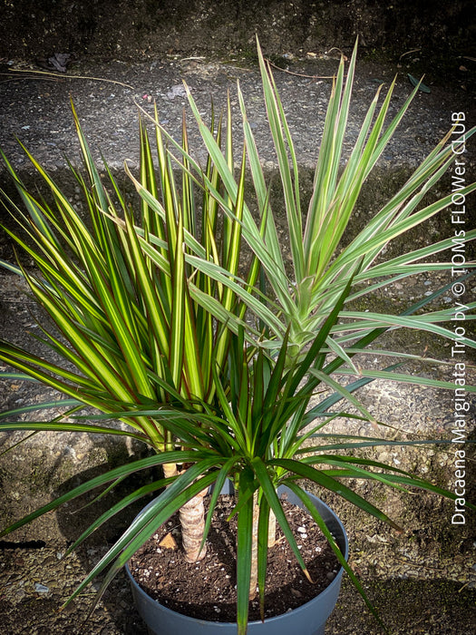 Dracaena Marginata Rainbow, Dracaena Marginata Sunray, Dracaena Marginata, Dracaena Fragrans Yellow Coast, cutting, green-yellow variegata, organically grown plants for sale at TOMs FLOWer CLUB.