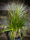 Dracaena Marginata Rainbow, Dracaena Marginata Sunray, Dracaena Marginata, Dracaena Fragrans Yellow Coast, cutting, green-yellow variegata, organically grown plants for sale at TOMs FLOWer CLUB.