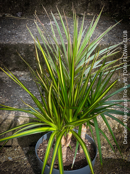 Dracaena Marginata Rainbow, Dracaena Marginata Sunray, Dracaena Marginata, Dracaena Fragrans Yellow Coast, cutting, green-yellow variegata, organically grown plants for sale at TOMs FLOWer CLUB.