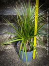 Dracaena Marginata Rainbow, Dracaena Marginata Sunray, Dracaena Marginata, Dracaena Fragrans Yellow Coast, cutting, green-yellow variegata, organically grown plants for sale at TOMs FLOWer CLUB.
