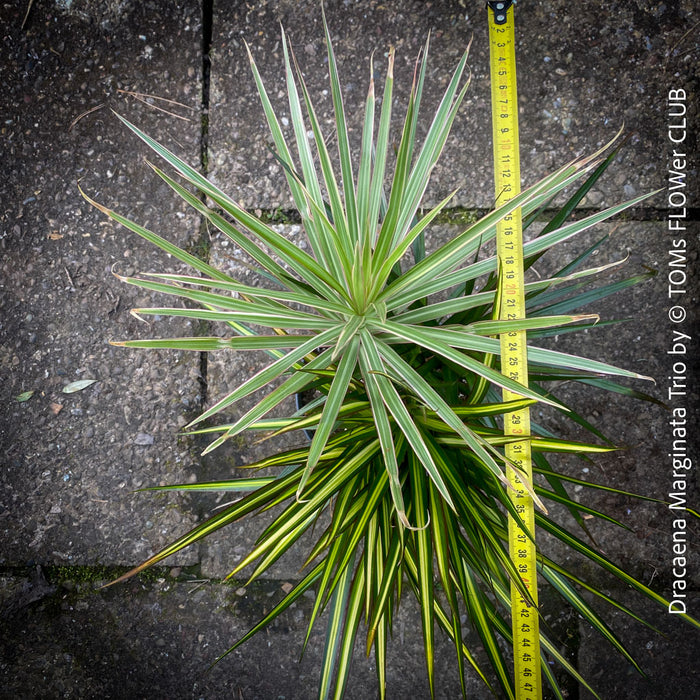 Dracaena Marginata Rainbow, Dracaena Marginata Sunray, Dracaena Marginata, Dracaena Fragrans Yellow Coast, cutting, green-yellow variegata, organically grown plants for sale at TOMs FLOWer CLUB.