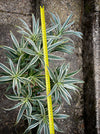 Dracaena Reflexa Albo Variegata, called also Song of India, organically grown plants and cuttings  for sale at TOMs FLOWer CLUB.
