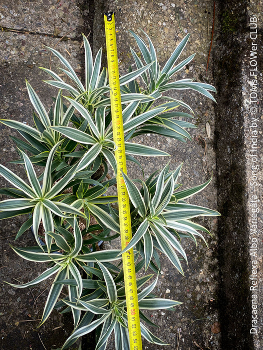 Dracaena Reflexa Albo Variegata, called also Song of India, organically grown plants and cuttings  for sale at TOMs FLOWer CLUB.