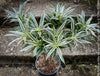 Dracaena Reflexa Albo Variegata, called also Song of India, organically grown plants and cuttings  for sale at TOMs FLOWer CLUB.
