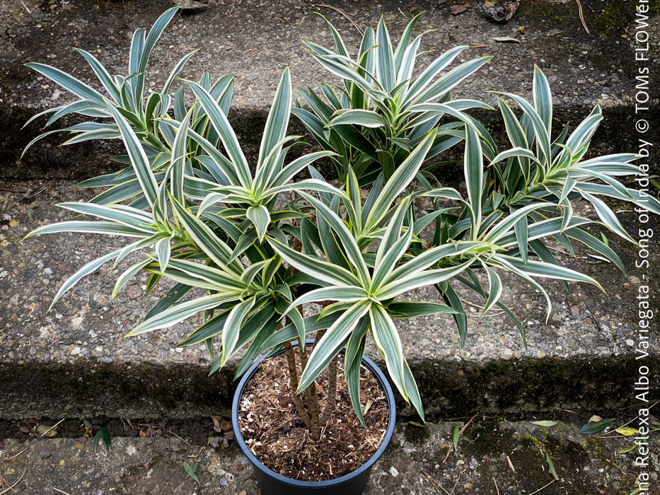 Dracaena Reflexa Albo Variegata, called also Song of India, organically grown plants and cuttings  for sale at TOMs FLOWer CLUB.