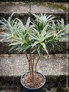 Dracaena Reflexa Albo Variegata, called also Song of India, organically grown plants and cuttings  for sale at TOMs FLOWer CLUB.