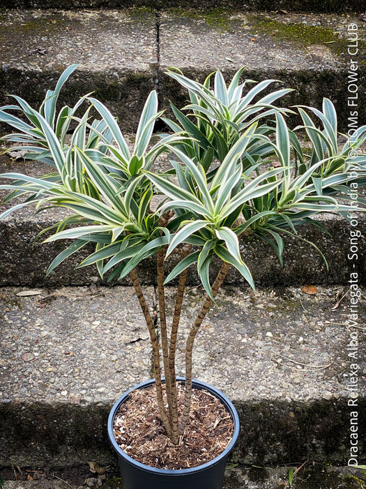 Dracaena Reflexa Albo Variegata, called also Song of India, organically grown plants and cuttings  for sale at TOMs FLOWer CLUB.