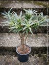 Dracaena Reflexa Albo Variegata, called also Song of India, organically grown plants and cuttings  for sale at TOMs FLOWer CLUB.