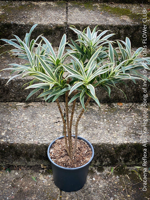 Dracaena Reflexa Albo Variegata, called also Song of India, organically grown plants and cuttings  for sale at TOMs FLOWer CLUB.