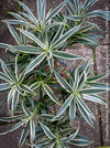Dracaena Reflexa Albo Variegata, called also Song of India, organically grown plants and cuttings  for sale at TOMs FLOWer CLUB.