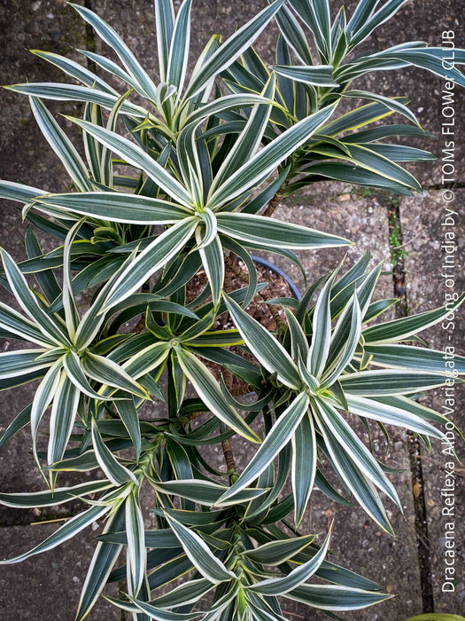 Dracaena Reflexa Albo Variegata, called also Song of India, organically grown plants and cuttings  for sale at TOMs FLOWer CLUB.