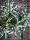 Dracaena Reflexa Albo Variegata, called also Song of India, organically grown plants and cuttings  for sale at TOMs FLOWer CLUB.