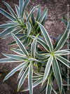 Dracaena Reflexa Albo Variegata, called also Song of India, organically grown plants and cuttings  for sale at TOMs FLOWer CLUB.