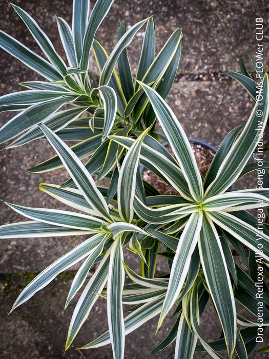 Dracaena Reflexa Albo Variegata, called also Song of India, organically grown plants and cuttings  for sale at TOMs FLOWer CLUB.
