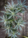 Dracaena Reflexa Albo Variegata, called also Song of India, organically grown plants and cuttings  for sale at TOMs FLOWer CLUB.