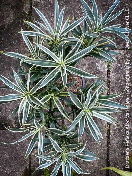 Dracaena Reflexa Albo Variegata, called also Song of India, organically grown plants and cuttings  for sale at TOMs FLOWer CLUB.