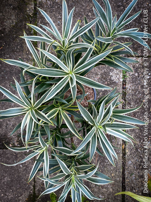 Dracaena Reflexa Albo Variegata, called also Song of India, organically grown plants and cuttings  for sale at TOMs FLOWer CLUB.