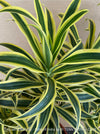 Dracaena Reflexa mature plant at Sitio Litle in Puerto de la Cruz, Teneriffa, called also Song of India, organically grown plants and cuttings  for sale at TOMs FLOWer CLUB.