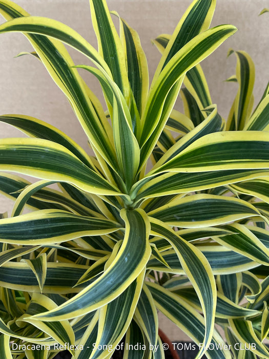 Dracaena Reflexa mature plant at Sitio Litle in Puerto de la Cruz, Teneriffa, called also Song of India, organically grown plants and cuttings  for sale at TOMs FLOWer CLUB.
