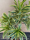 Dracaena Reflexa mature plant, Bonsai like, called also Song of India, organically grown plants and cuttings  for sale at TOMs FLOWer CLUB.