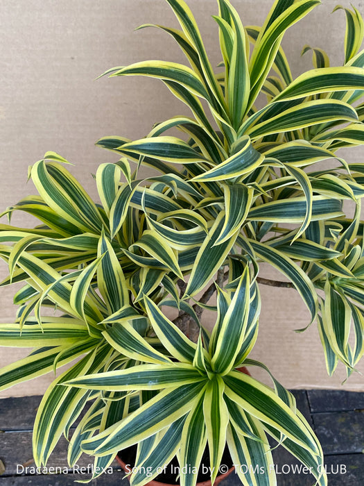 Dracaena Reflexa mature plant, Bonsai like, called also Song of India, organically grown plants and cuttings  for sale at TOMs FLOWer CLUB.