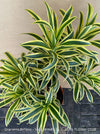 Dracaena Reflexa mature plant, Bonsai like, called also Song of India, organically grown plants and cuttings  for sale at TOMs FLOWer CLUB.