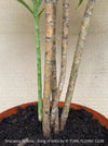 Dracaena Reflexa mature plant, Bonsai like, called also Song of India, organically grown plants and cuttings  for sale at TOMs FLOWer CLUB.