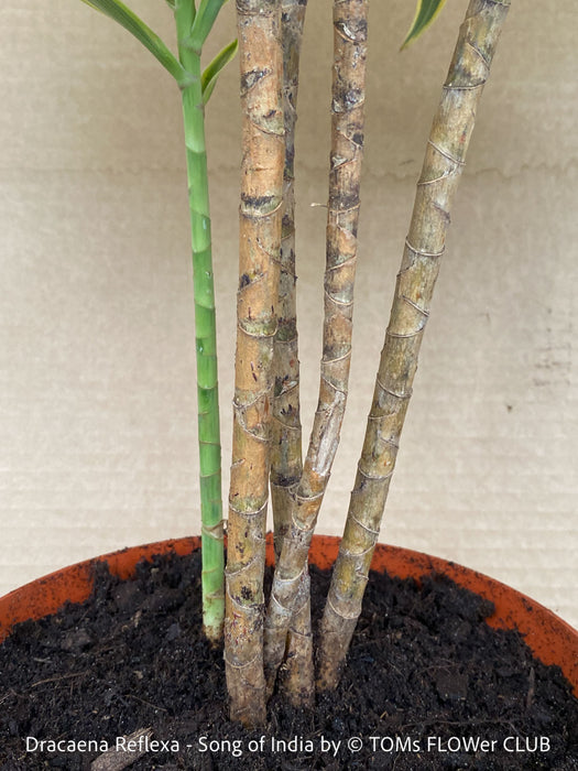 Dracaena Reflexa mature plant, Bonsai like, called also Song of India, organically grown plants and cuttings  for sale at TOMs FLOWer CLUB.